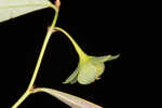 Florida leaf-flower